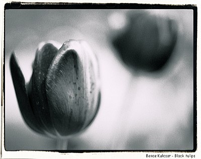 Black tulips