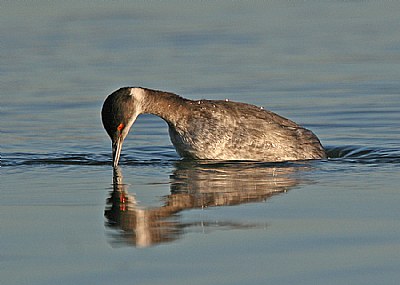 Reflections of the Horned Grebe