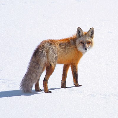 Red Fox Hunting - Rework