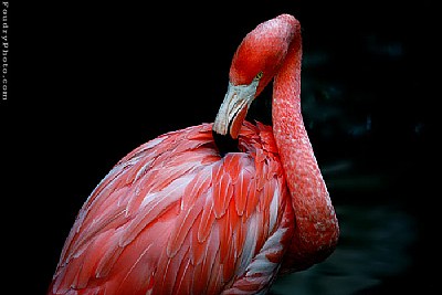Flamingo Shyness