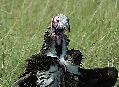King of the Vultures
