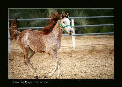 Arabian Pony