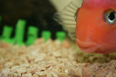 my fish
