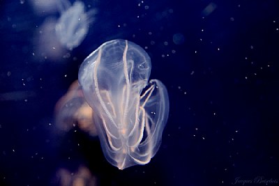 ctenophore (Mnemiopsis leidyi)