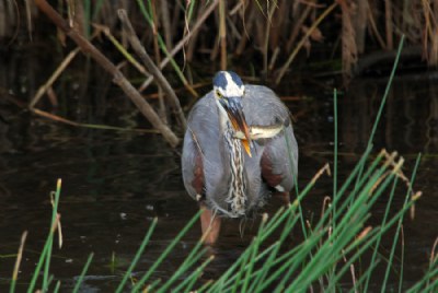 Heron munching on a snack