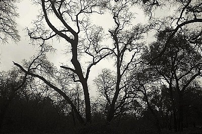 Oak in Fog