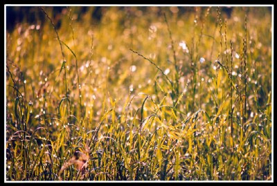 Light after an August rain