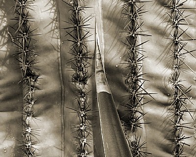 Sepia Cactus