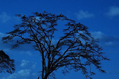 Vultures in Blue