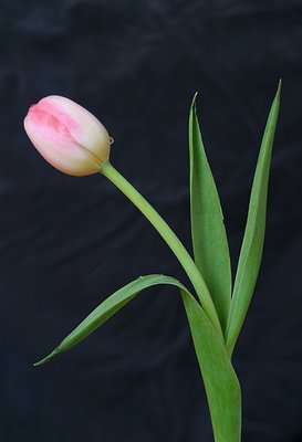 tulip