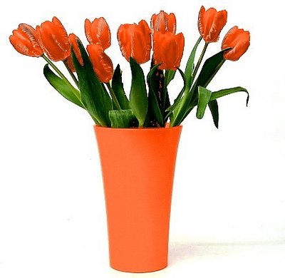 Orange tulips from Amsterdam