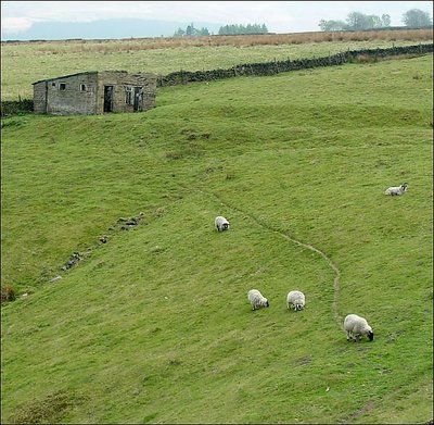 Grazing happily