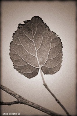 A Leaf ... 