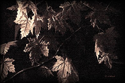 Leaves in the Dark