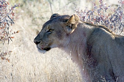 Lioness portrait