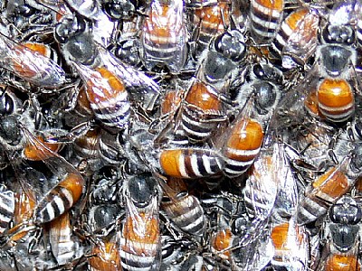 Colony of honey bee