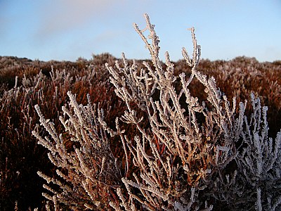 Iced Heather