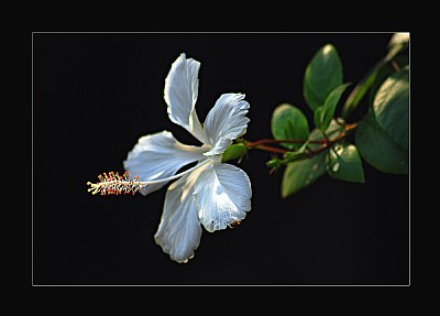 Hibiscus