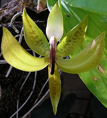 Orquidea Flor Nacional 