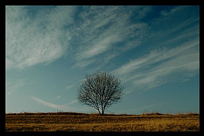 Alone tree...