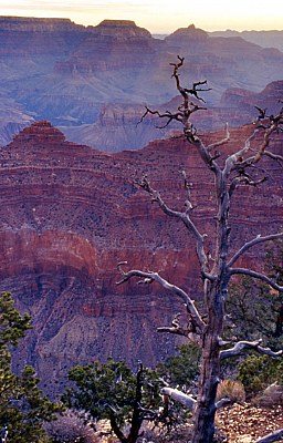 Dead tree at Grand Canyon