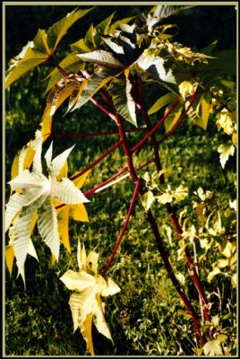 Green leaves, red branches