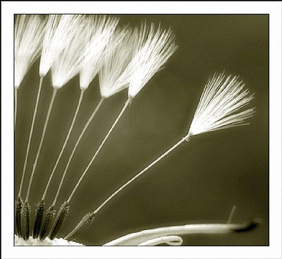 Sepia Wildflowers 2