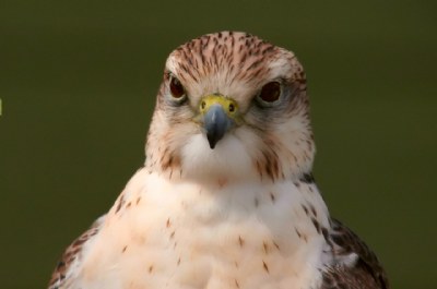 Downy Hawk