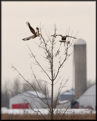 Rough-legged Hawks