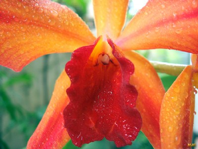 Orquídea II