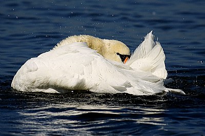 Swan