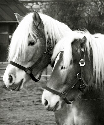 Pair of Ponies