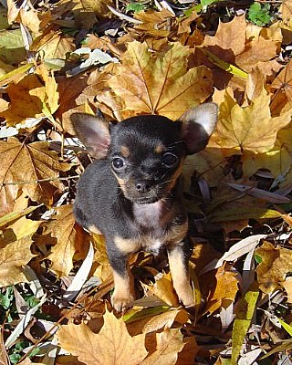 Winnie in the leaves