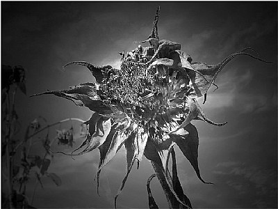 the dead sunflower