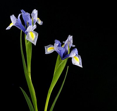 Blue Iris