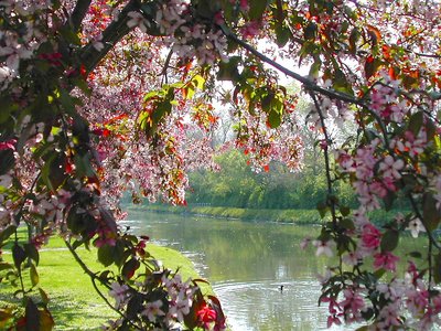 Blooms Along The Canal