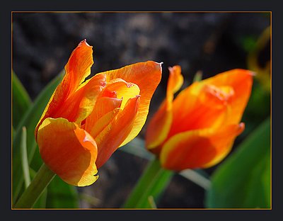 Tulips in the Sun