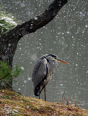 a lonely heron