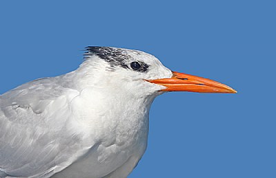 Royal Tern