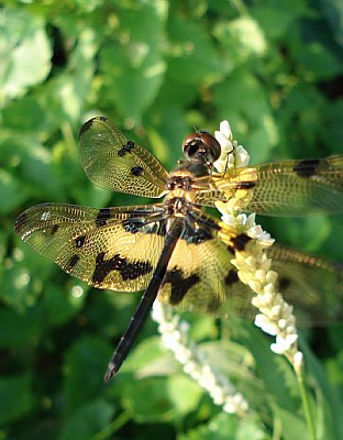 Dragonfly 4