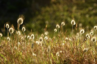 In the Grass