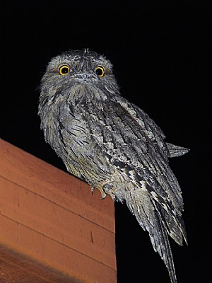 Tawny Frogmouth