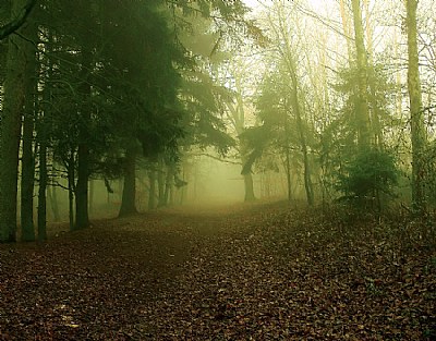 The whispers of the forest...