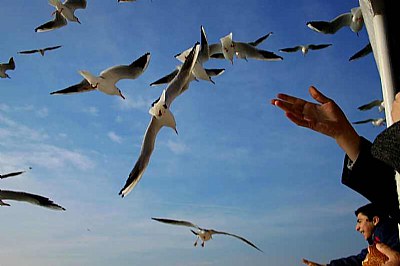 seagulls and blue sky