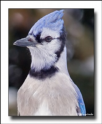 Portrait of a Blue Jay