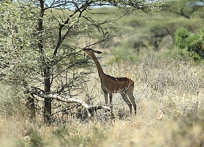 Snacking in the shade