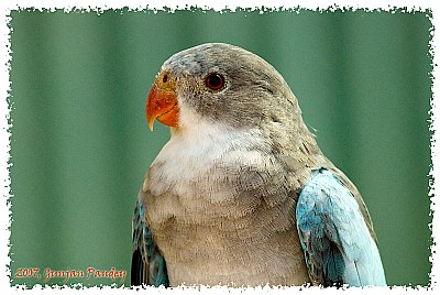 Portrait of a Parrot