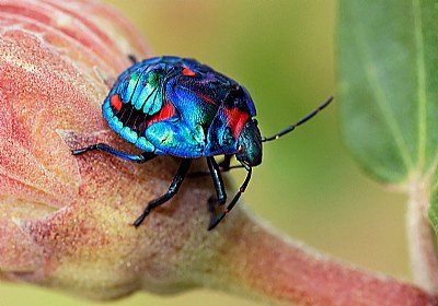 Harlequin Bug