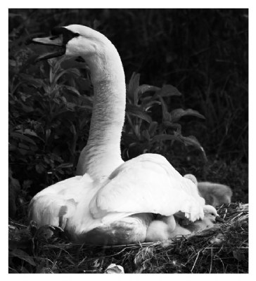 mother