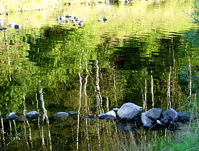 birch in reflection